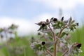 Tender inflorescences of fruit trees