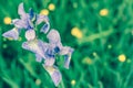 Tender iris flowers on deep green grass background Royalty Free Stock Photo