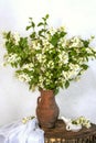 Tender jasmine branches in a jug on a wooden table against the wall. Still life