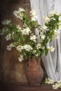 Tender jasmine branches in a jug on a wooden table against the wall. Still life