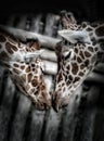 Cute Giraffes` kiss