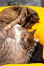 Tender kitties Royalty Free Stock Photo