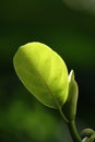 A tender leaf Royalty Free Stock Photo