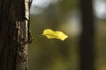 A tender leaf green and sun light Royalty Free Stock Photo