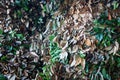 Tender leaves of cinnamon (Cinnamomum zeylanicum). Factory plantation of cinnamon trees and bushes Royalty Free Stock Photo