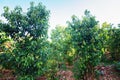 Tender leaves of cinnamon (Cinnamomum zeylanicum). Factory plantation of cinnamon trees and bushes Royalty Free Stock Photo