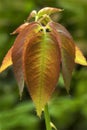 Tender leaves of rose plant