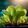 Tender lettuce leaves sprouting in a controlled environment Royalty Free Stock Photo