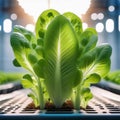 Tender lettuce leaves sprouting in a controlled environment Royalty Free Stock Photo