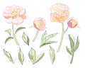 Tender light colors Peony elements set