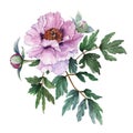 Tender light pink peony with leaves and buds on white background. Fresh flowering pink peony. Tree-like peony