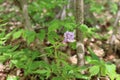 Tender lilac flower blooming in spring forest