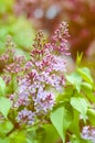 Tender lilac flowers branch