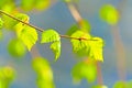 Tender little green leaves on the branches of birch in the spring. Royalty Free Stock Photo