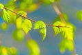 Tender little green leaves on the branches of birch in the spring. Royalty Free Stock Photo