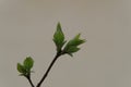 4 tender little leaves are trying to grow on these double branches.