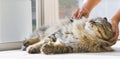 Tender long haired cat of siberian breed during brush Royalty Free Stock Photo