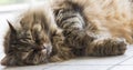 Tender long haired kitten of siberian breed finding cuddles Royalty Free Stock Photo