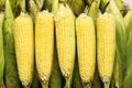 Tender maize cob