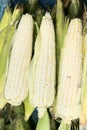 Tender maize cob Royalty Free Stock Photo