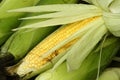 Tender maize cob Royalty Free Stock Photo