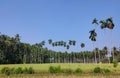 A paddy field backgrounded by coconut trees Royalty Free Stock Photo