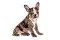 Tender mascot - french bulldog merle baby, photo on white background