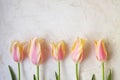 Tender minimalistic spring flowers composition on texture surface. Beautiful feminine plant decoration for holiday greeting card. Royalty Free Stock Photo