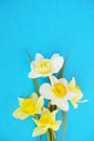 Tender minimalistic spring flowers composition on texture surface. Beautiful feminine plant decoration for holiday greeting card. Royalty Free Stock Photo