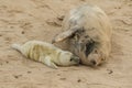 A tender moment with a Grey Seal Halichoerus grypus mum and her newly born pup lying on the beach. Royalty Free Stock Photo