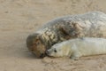 A tender moment with a Grey Seal Halichoerus grypus mum and her newly born pup lying on the beach. Royalty Free Stock Photo