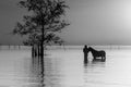 Tender Moment with Horse Royalty Free Stock Photo