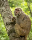 Tender moment Mother loving her baby. Rhesus macaque or Macaca mulatta monkey mother and baby in cuddling moment or behavior Royalty Free Stock Photo