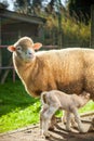 Tender mother ewe nursing her adorable lambs in a heartwarming display of maternity amidst the scenic countryside. Royalty Free Stock Photo