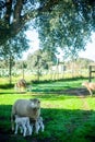 Tender mother ewe nursing her adorable lambs in a heartwarming display of maternity amidst the scenic countryside. Royalty Free Stock Photo