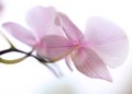 Tender orchid petals