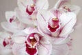 Pale pink cymbidium orchid flowers