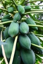 Tender Papaya Fruits on Tree