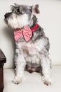 Tender pet - miniature Dog Schnauzer