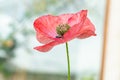 Tender petals of a mauve red poppy flower Royalty Free Stock Photo