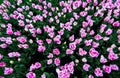 Beautiful and tender pink tulip flowers