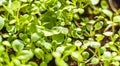 tender petunia sprouts before planting in pots Royalty Free Stock Photo