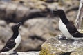 Mirror Souls: A Razorbills Encounter