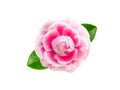 Tender pink camellia flower