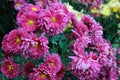 Tender pink chrysanthemum flowers close up as background