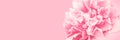 Tender pink closeup peony long banner