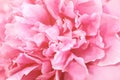 Tender pink closeup peony long banner