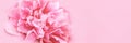 Tender pink closeup peony long banner