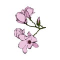 Tender pink flower, twig isolated on white background Royalty Free Stock Photo