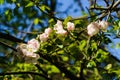 Tender pink flowers of an apple tree on a branch in the garden against a blue sky Royalty Free Stock Photo